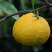 Zitrusfrüchte: Citrus (Wilhelma)