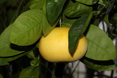 Zitrusfrüchte: Grapefruit (Wilhelma)