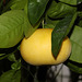 Zitrusfrüchte: Grapefruit (Wilhelma)