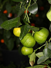 Zitrusfrüchte: Römische Limette (Wilhelma)
