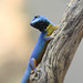 Blauer Zwergtaggecko (Wilhelma)