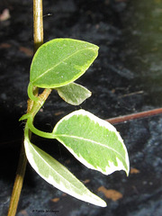 Ficus-Blättchen