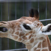 Giraffenbaby Kasper (Wilhelma)