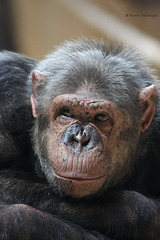 Schimpanse (Leintalzoo Schwaigern)