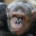 Schimpanse (Leintalzoo Schwaigern)