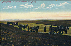 Ploughing, Western Canada. C. P. R.
