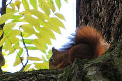 Rotes Eichhörnchen