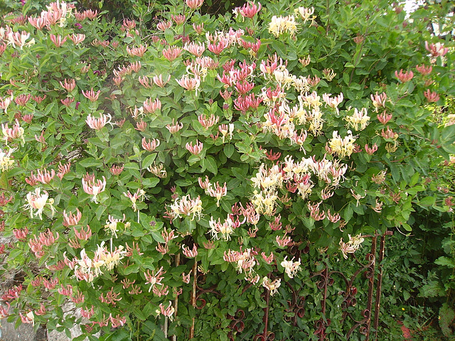 oaw - bees on honeysuckle