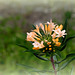 Collomia grandiflora (3)
