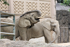 Afrikanische Elefanten (Zoo Basel)