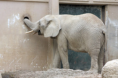 Afrikanischer Elefant (Zoo Basel)