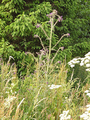 oaw - thistle (small)