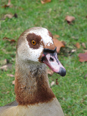 Portrait of a ... goose