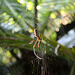 Golden orb weaver spider