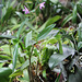 Dendrobium (4)