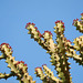 20090126-1136 Euphorbia neriifolia L.