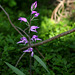Cephalanthera rubra - Céphalanthère rouge - Orchidaceae (2)