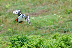 Puffin landing with sand eels