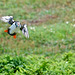 Puffin landing with sand eels