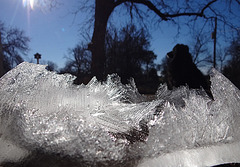Crystal Ice leaves on the underside of the ice on the birdbaths