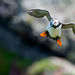 Puffin airborne with sand-eels