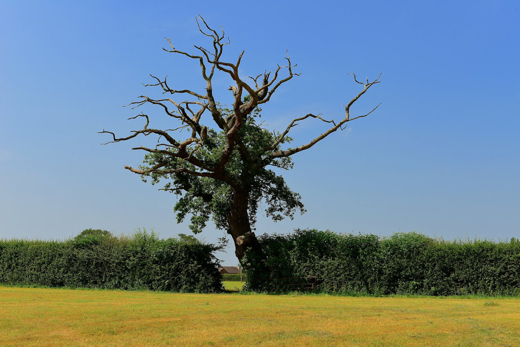 Old lonely tree, Haughton