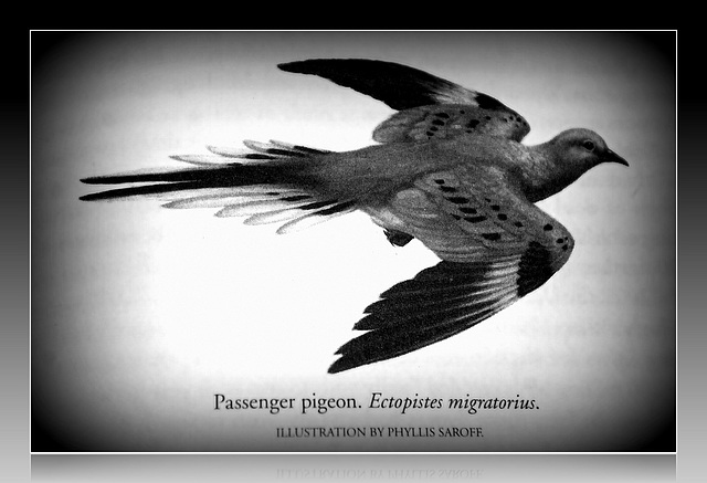 Passenger Pigeon