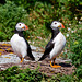 Puffins on look-out duty