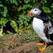 Puffin flexing its wings