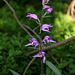 Cephalanthera rubra-002