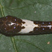 Tiger Swallowtail (Papilio glaucus) caterpillar, 3rd instar