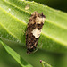 Micro Moth Yet to Name