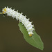 Tree of Heaven silkmoth (Samia cynthia parisiensis) caterpillar, 4th instar I think.