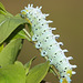 Tree of Heaven silkmoth (Samia cynthia parisiensis) caterpillar, 5th instar