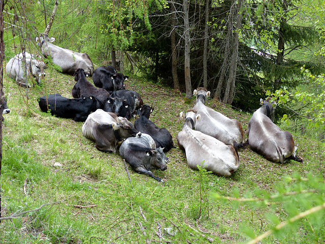 Cows in Fendels - Taking a break