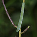 Orange Tip (Anthocharis cardamines) caterpillar