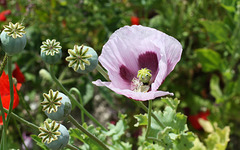 Lilac popy