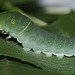 Tiger Swallowtail (Papilio glaucus) caterpillar, 5th instar