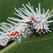 Giant Atlas (Attacus atlas) caterpillar