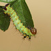 Indian moon moth (Actias selene) caterpillar, 3rd instar
