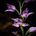 Cephalanthera rubra - Céphalanthère rouge - Orchidaceae (4)