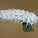 Giant Atlas (Attacus atlas) caterpillar