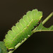American moon moth (Actias luna) caterpillar, final instar