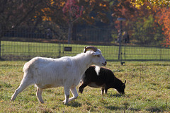 Ziege und Schaf im Höhenpark Killesberg