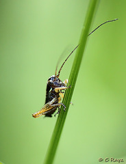 Roesel's Bush-cricket Nymph