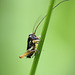 Roesel's Bush-cricket Nymph