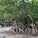 Magnificent roots