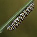 Black Swallowtail (Papilio polyxenes) caterpillar