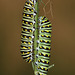 Black Swallowtail (Papilio polyxenes) caterpillars