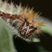 Comma (Polygonia c-album) caterpillar